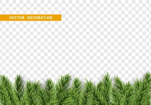 Pine tree branches Stock Illustration