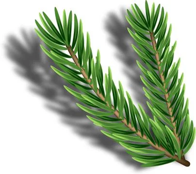 Pine tree branches isolated on white. Vector illustration. Stock Illustration