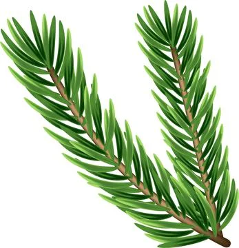 Pine tree branches isolated on white. Vector illustration. Stock Illustration