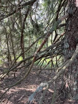 Pine Tree Branches with Lichen in Dark Forest Stock-Fotos