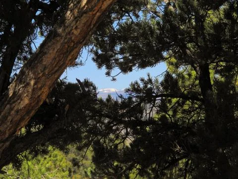 Pine Tree Branches with Mountain Range in Background 写真素材