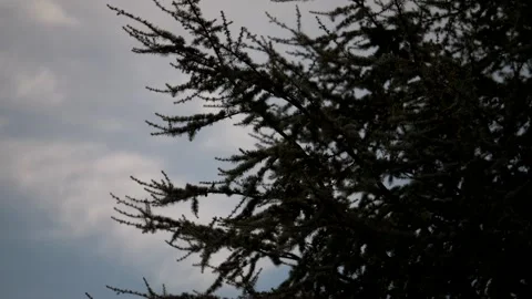 Pine tree branches moved by wind. Stock Footage 335168806
