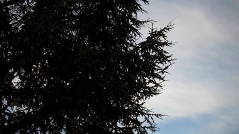 Pine tree branches moved at windy day. Slow motion 4K Stock Footage 335168620
