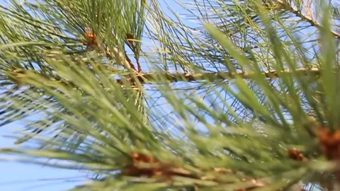 Pine tree branches moving with the wind on a sunny day Video stock 119894803