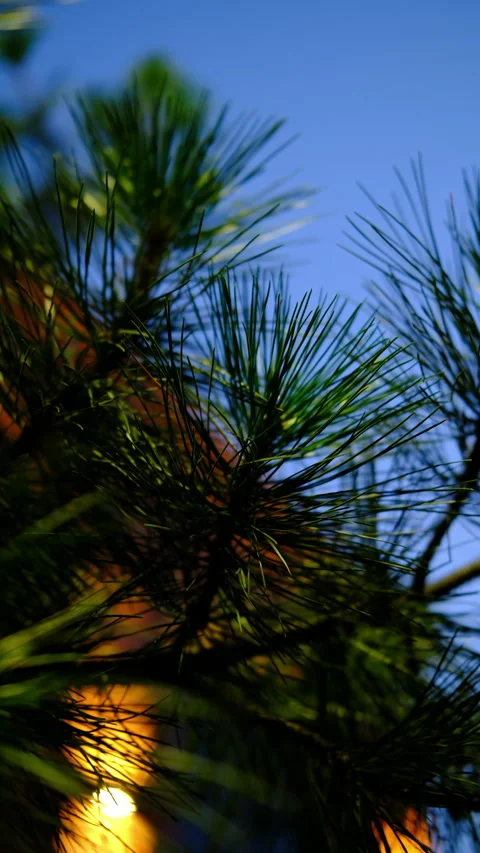 Pine tree branches nature ecology in the city Video stock 284422487