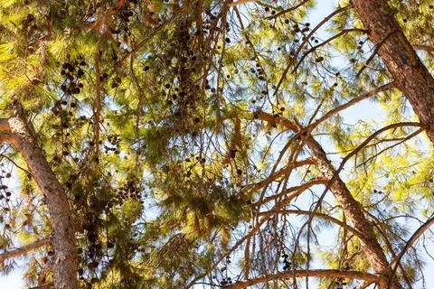 Pine Tree Branches, Needles, and Pinecones against Sky Stock Photos