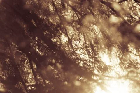 Pine tree branches with needles in the burning light of a sunset in bavaria Stock Photos