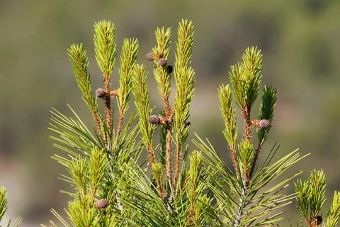Pine tree branches with new shoots in the forest Stock Photos