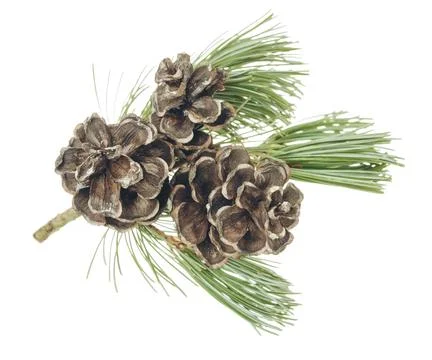 Pine tree branches . New Year and Christmas decor. Pine branches with cones.. Stock Photos