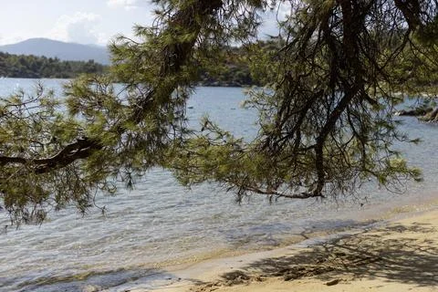 Pine tree branches over clear blue sea and sandy beach Fotos Stock