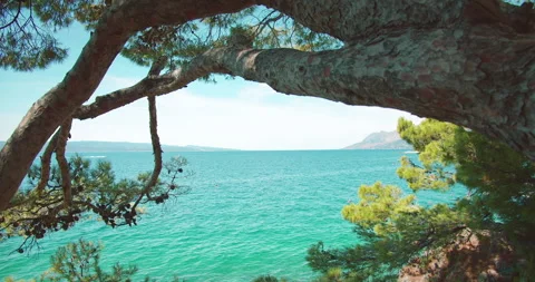 Pine tree branches over turquoise sea in summer Makarska scenic rocky coastline Stock Footage 341352367