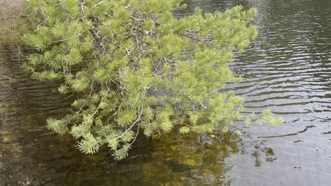 Pine tree branches over the water, Finland Stock-Footage 241410550