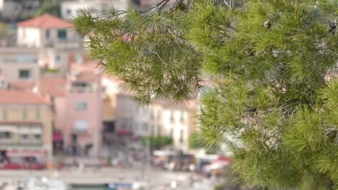 Pine Tree Branches Overlooking a Coastal Mediterranean Harbor Town Stock Footage 340134344