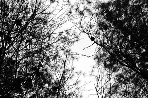 Pine tree branches Stock Photos