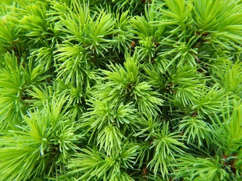 Pine tree branches Stock Photos