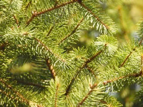 Pine tree branches Stock Photos