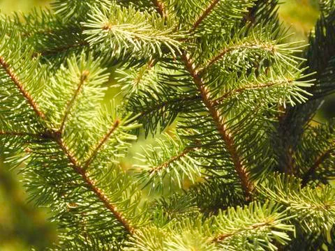 Pine tree branches Stock Photos
