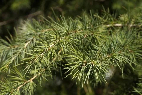 Pine tree branches Foto stock