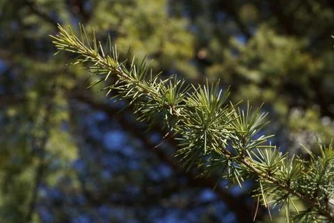 Pine tree branches Foto stock