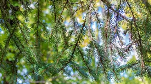Pine Tree Branches Stock Photos
