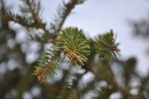 Pine tree branches 写真素材