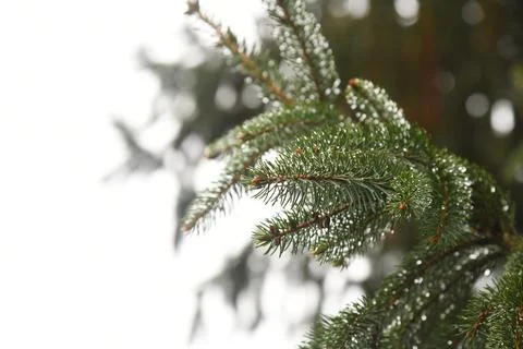 Pine Tree Branches  Stock Photos