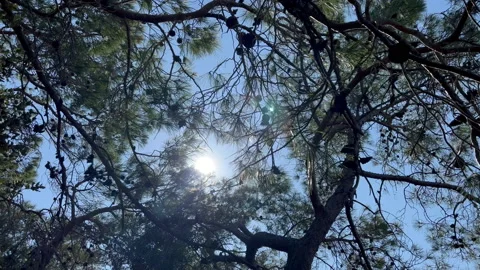 Pine tree branches with pine cones against the sky background Stock Footage 233263448