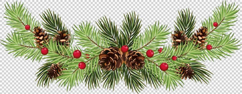 Pine tree branches with pine cones, isolated on white background, festive e.. Stock Illustration