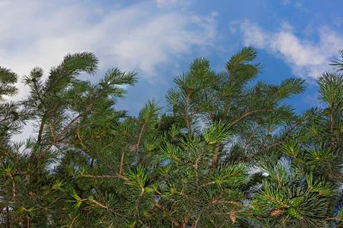Pine tree branches with pine cones and blue sky as a background Stock Photos