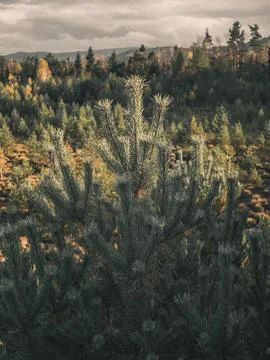 Pine tree branches in a pine forest landscape. Stock Photos