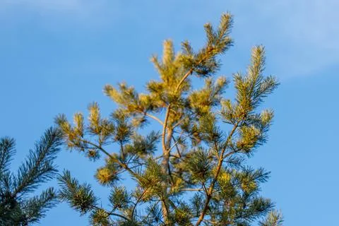 Pine tree branches reflecting sunlight against clear blue sky Stock Photos