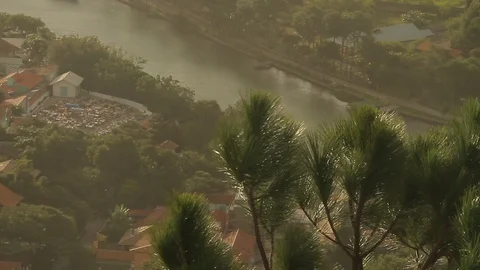 Pine tree branches with river in background Stock Footage 90971577