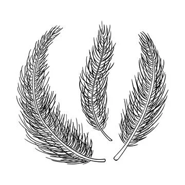 Pine tree branches set of hand drawn illustrations. Christmas winter ink vector Illustrazione stock