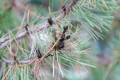 Pine tree branches showing green and brown needles Stock Photos