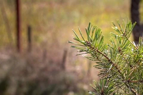 Pine tree branches showing green needles in sunlight Stock Photos
