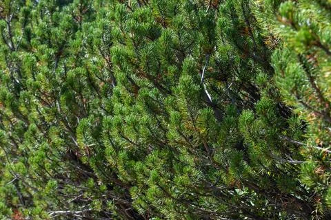 Pine tree branches showing green needles in forest Stock Photos