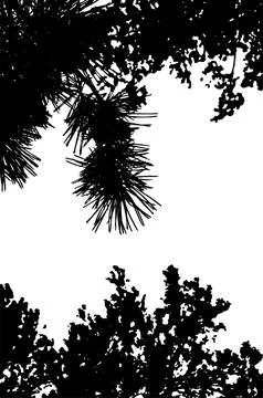 Pine tree branches silhouette Stockillustratie