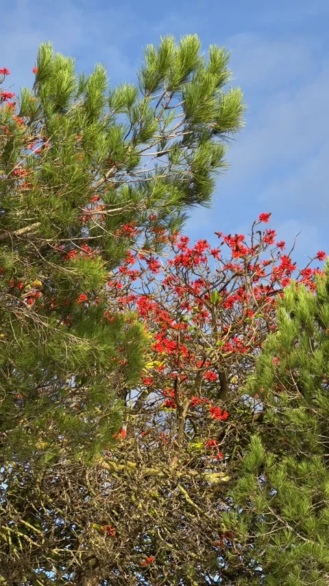 Pine tree branches with sky at background. Vertical video Stock Footage 241023615