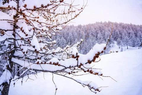 Pine tree branches with small cones in the mountain winter forest. Panoramic Stock Photos