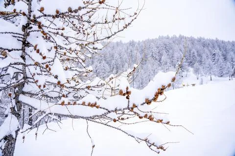 Pine tree branches with small cones in the mountain winter forest. Panoramic Stock Photos