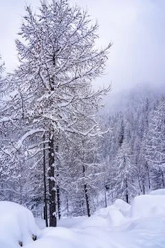 Pine tree branches with small cones in the mountain winter forest. Panoramic Stock Photos