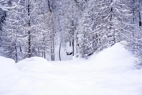 Pine tree branches with small cones in the mountain winter forest. Panoramic Stock Photos