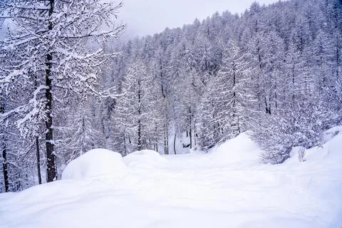 Pine tree branches with small cones in the mountain winter forest. Panoramic Stock-Fotos