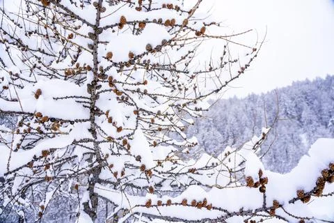 Pine tree branches with small cones in the mountain winter forest. Panoramic Foto stock