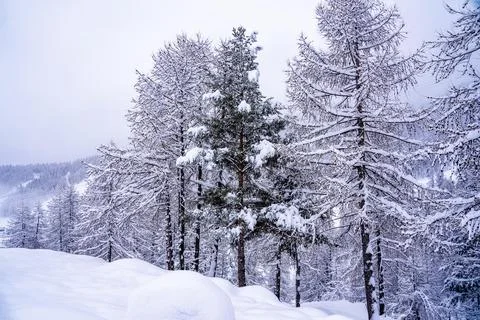 Pine tree branches with small cones in the mountain winter forest. Panoramic  Foto stock