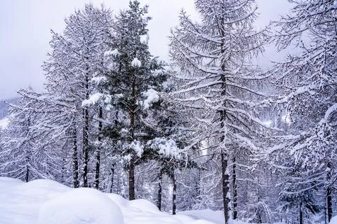 Pine tree branches with small cones in the mountain winter forest. Panoramic  Foto stock