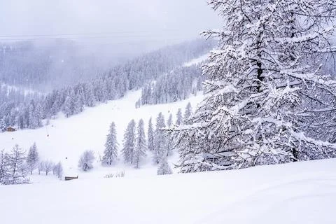 Pine tree branches with small cones in the mountain winter forest. Panoramic  Stock Photos