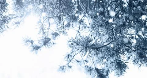 Pine tree branches in snow and hoarfrost, snowy winter forest background, cop Stock Photos