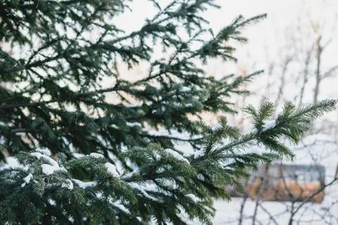 Pine tree branches with snow covered in winter. first snow in winter holiday Stock Photos