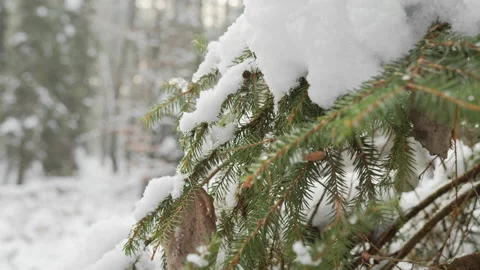 Pine tree branches with snow Video stock 231774034